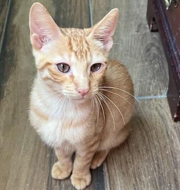 Jelly Bean #sweet-tooth-litter