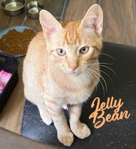 Jelly Bean #sweet-tooth-litter