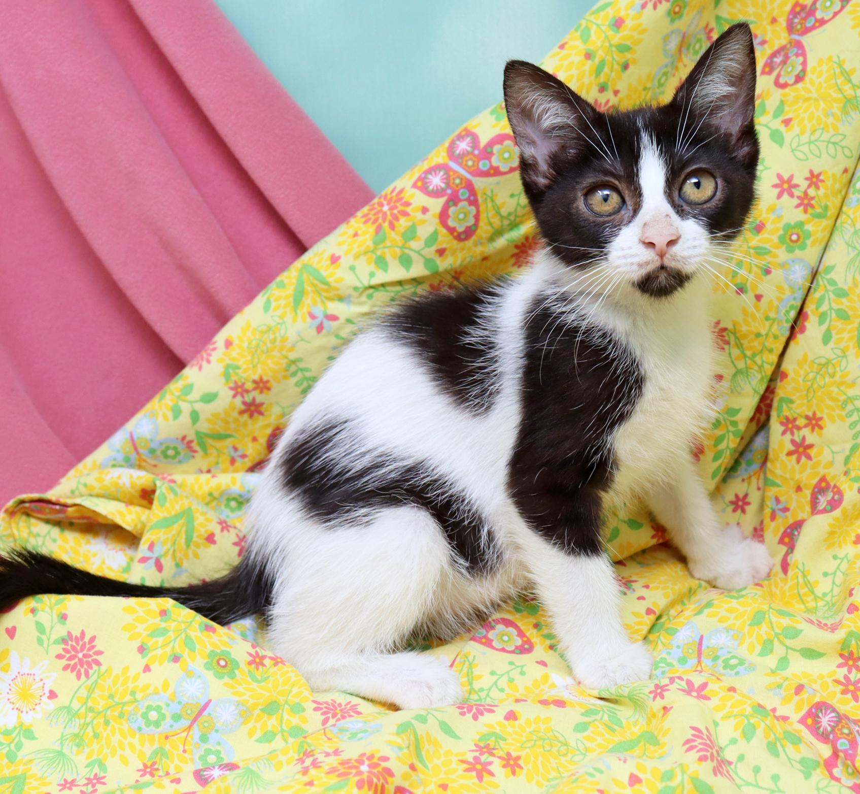 Enlarge Dolly, a Adoptable Domestic Short Hair in Tierra Verde, FL image 3/3