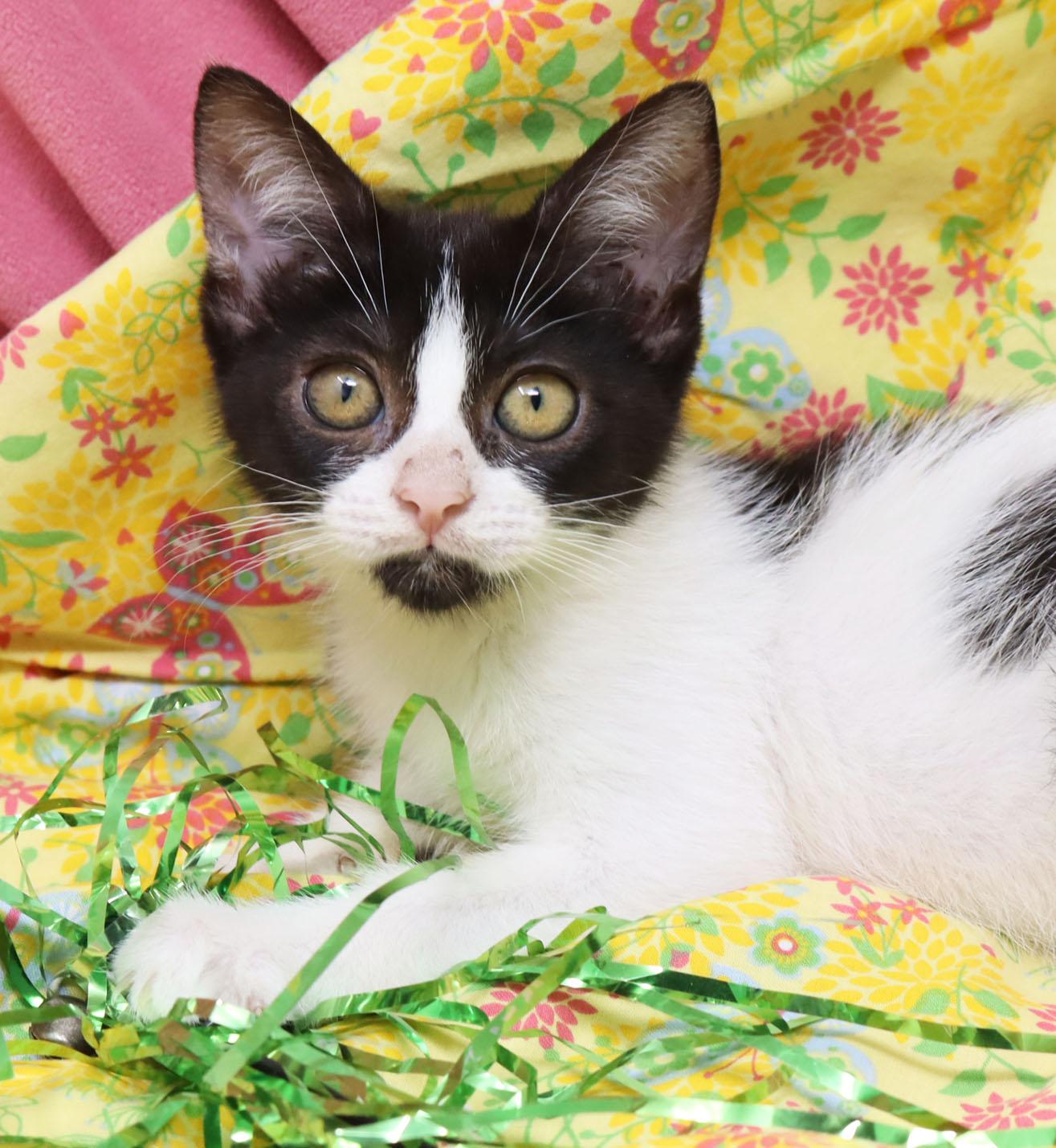 Enlarge Dolly, a Adoptable Domestic Short Hair in Tierra Verde, FL image 1/3