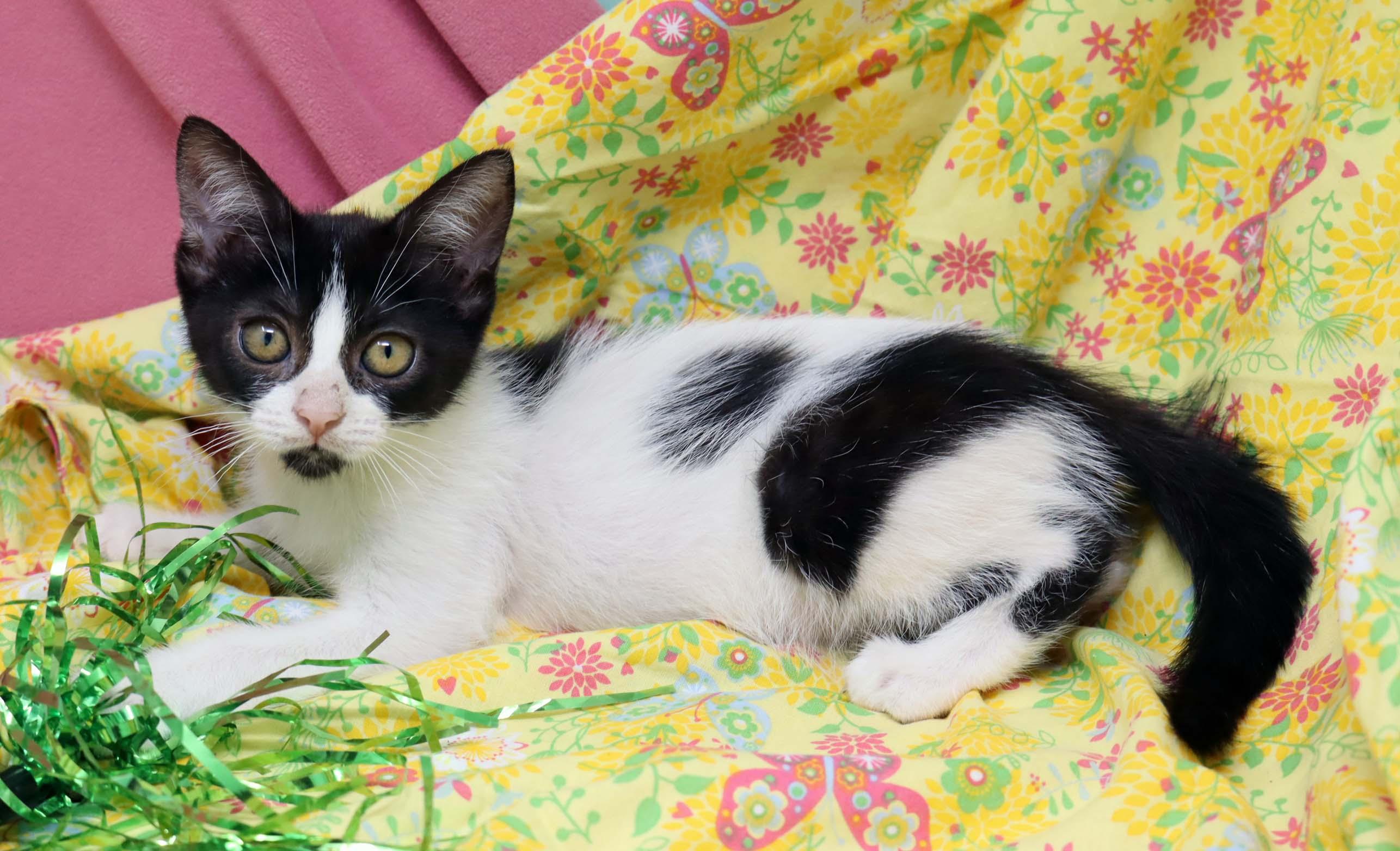 Enlarge Dolly, a Adoptable Domestic Short Hair in Tierra Verde, FL image 2/3