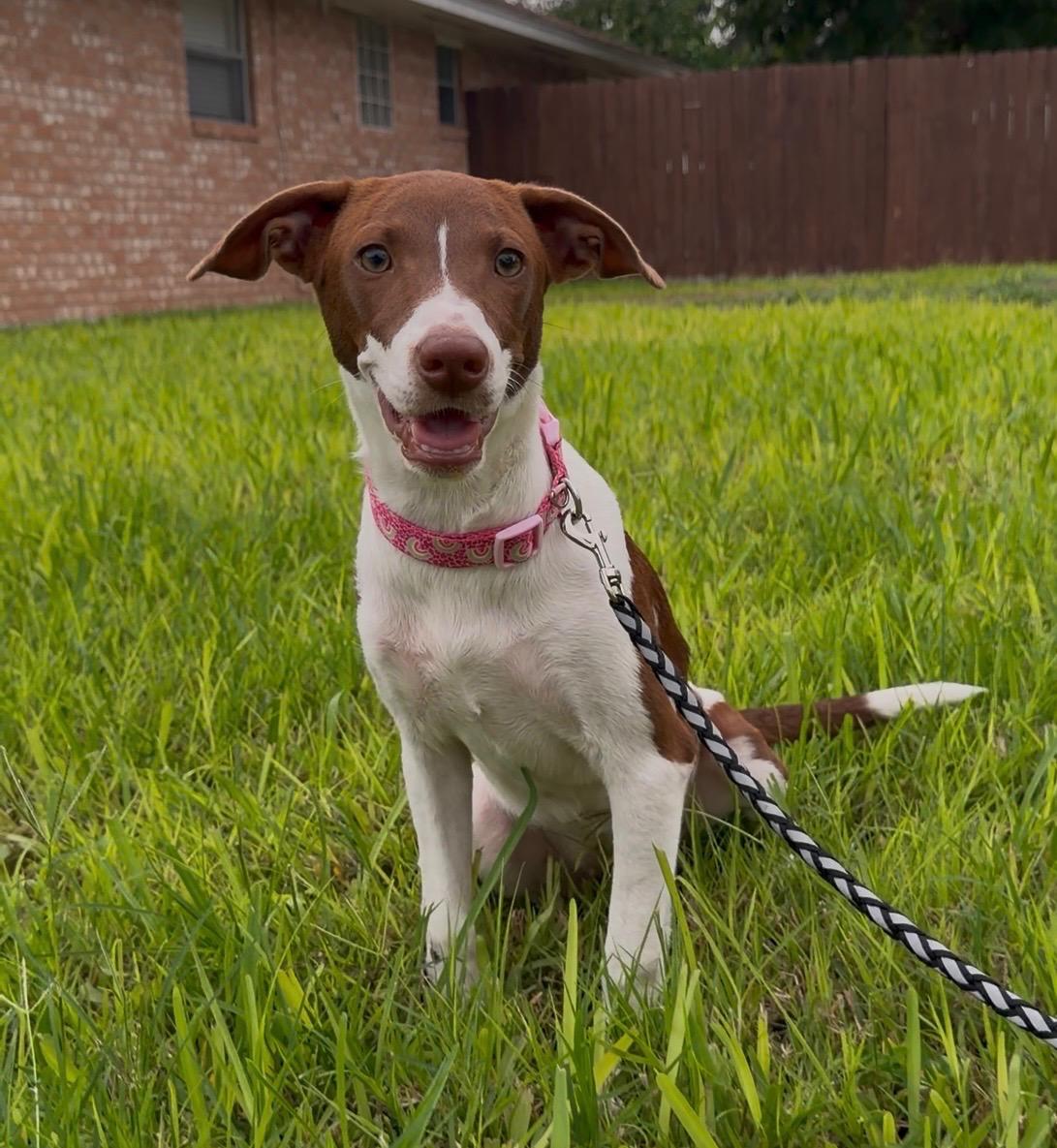Enlarge Gracie, a Adoptable mixed breed in Minneapolis , MN image 3/5