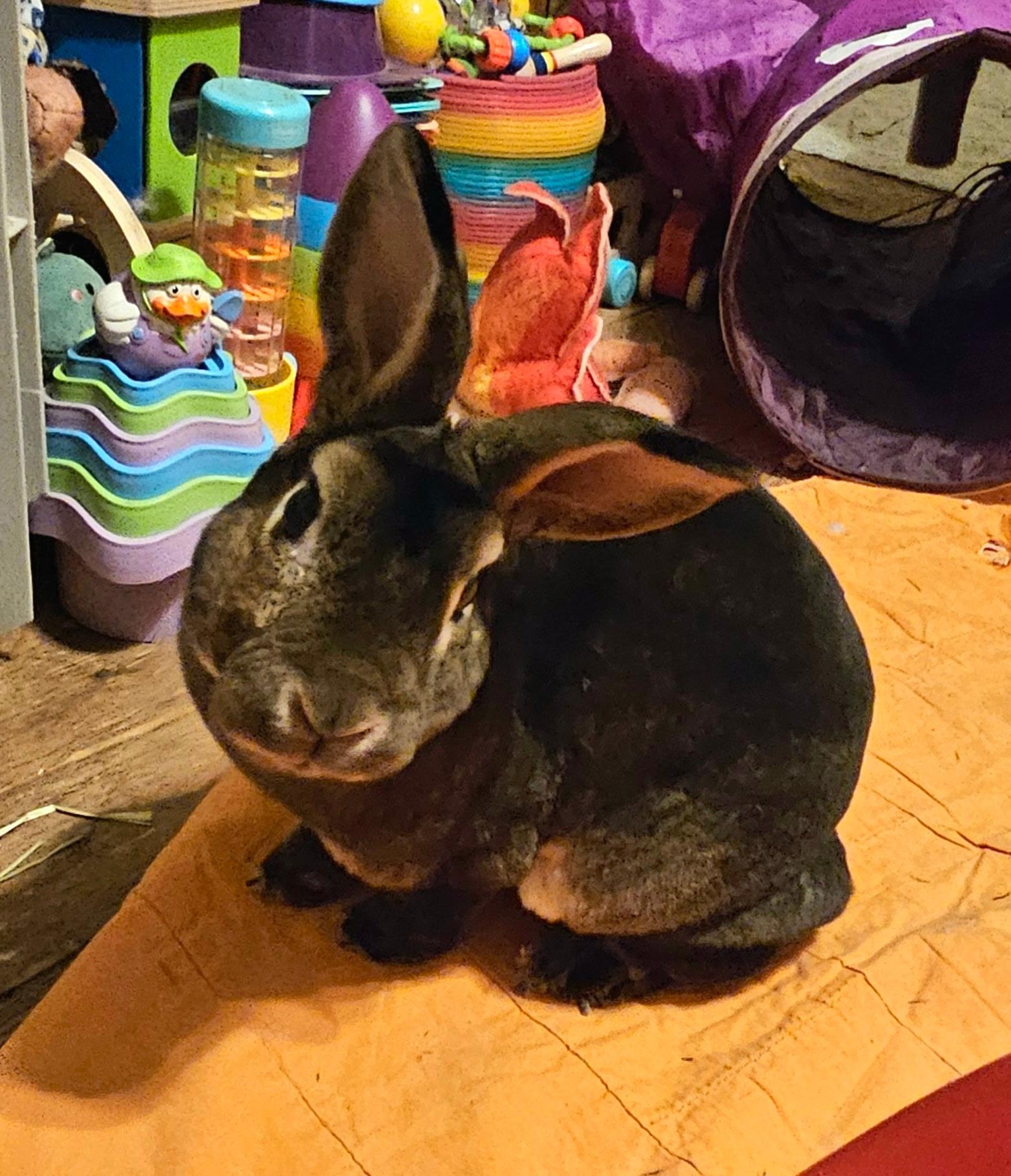 HENNESSY, a Adopted Mini Rex in Cream Ridge, NJ image 1/5