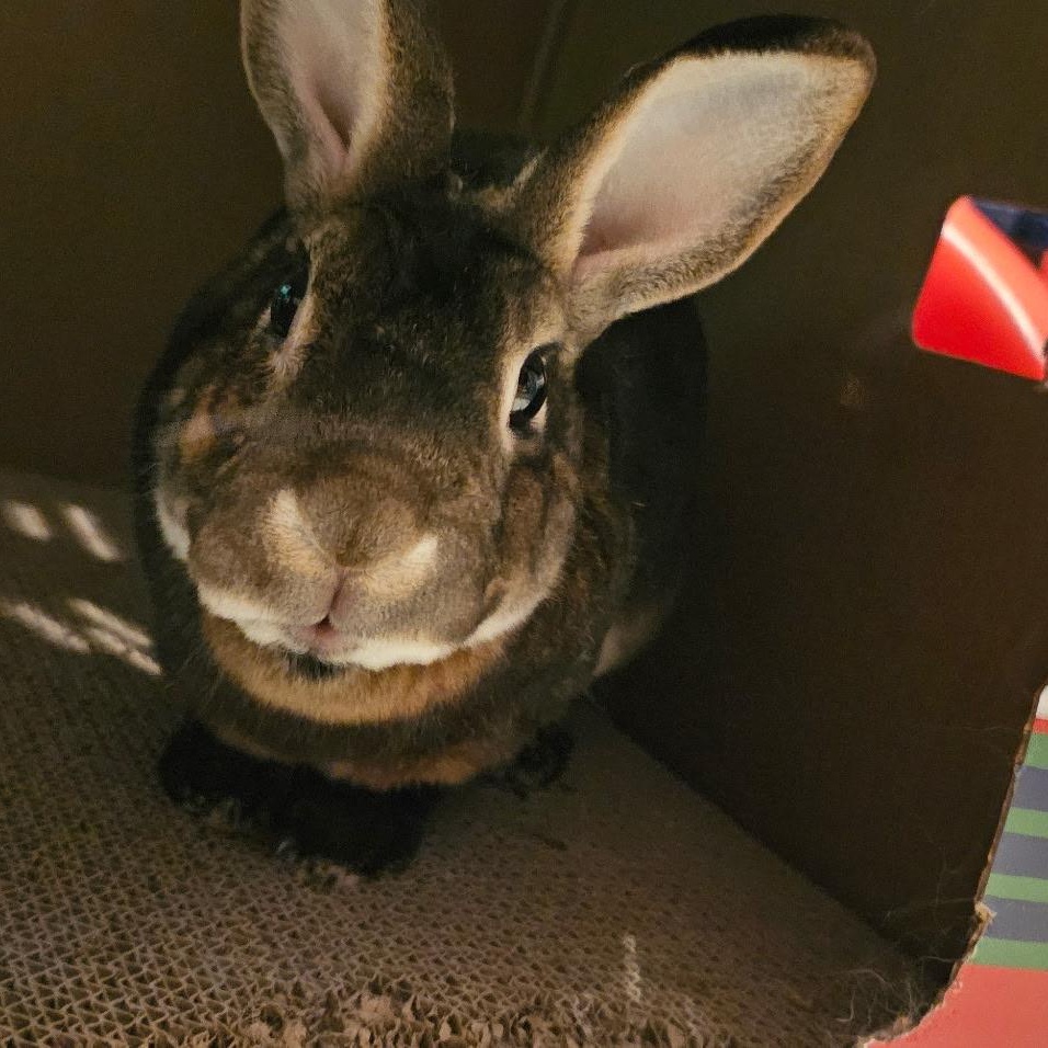 HENNESSY, a Adopted Mini Rex in Cream Ridge, NJ image 3/5