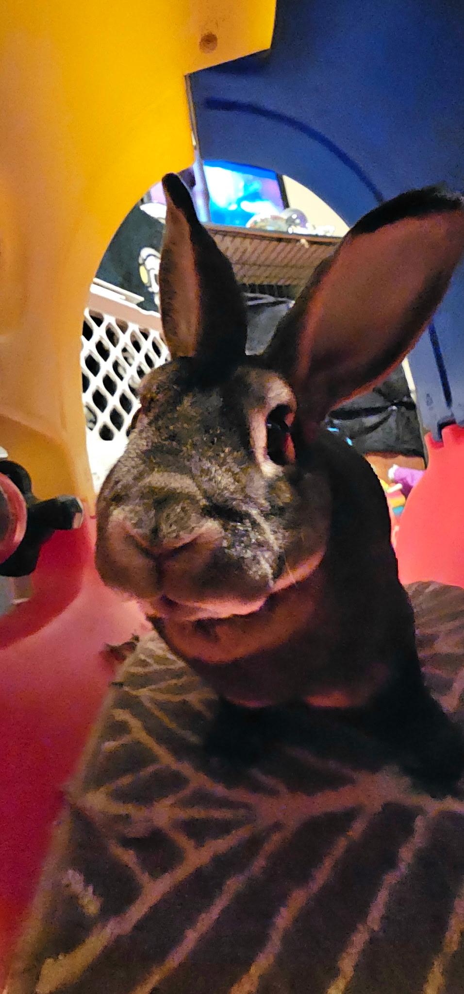 HENNESSY, a Adopted Mini Rex in Cream Ridge, NJ image 2/5