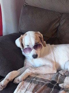 Enlarge NV/Winter (Winnie), a Adoptable mixed breed in Sparks, NV image 2/3