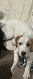 Enlarge NV/Winter (Winnie), a Adoptable mixed breed in Sparks, NV image 3/3