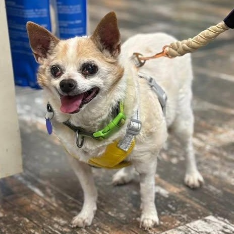 Farley, adoptable, Senior Male Chihuahua.
