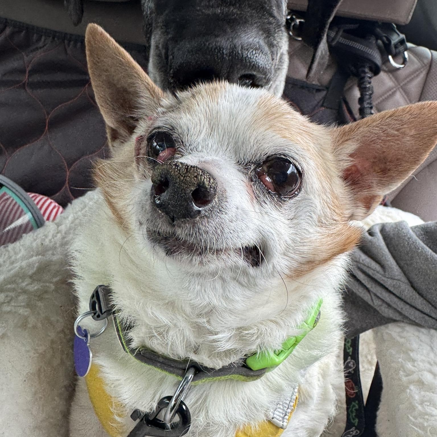 Farley — thumbnail 4