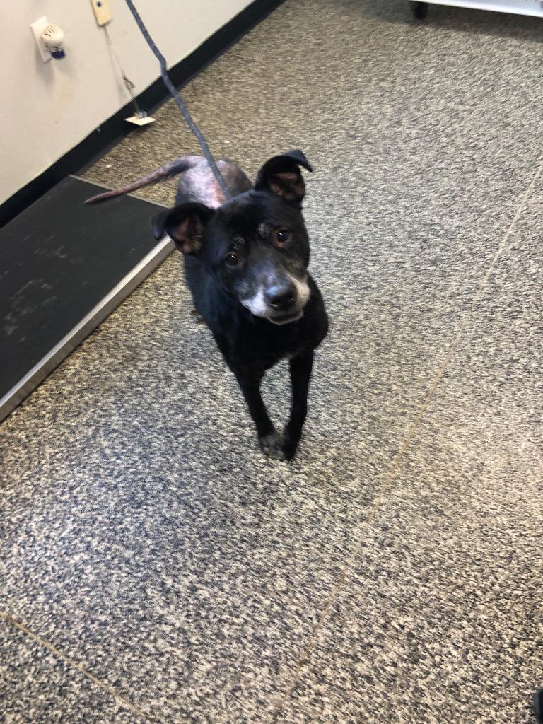 Enlarge Angel, a Adoptable mixed breed in Columbia, TN image 1/1