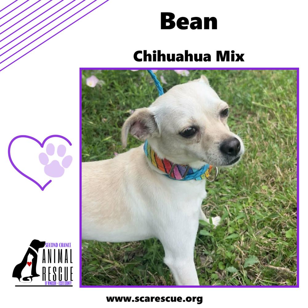 Bean, a Adoptable mixed breed in Windsor, ON image 1/3