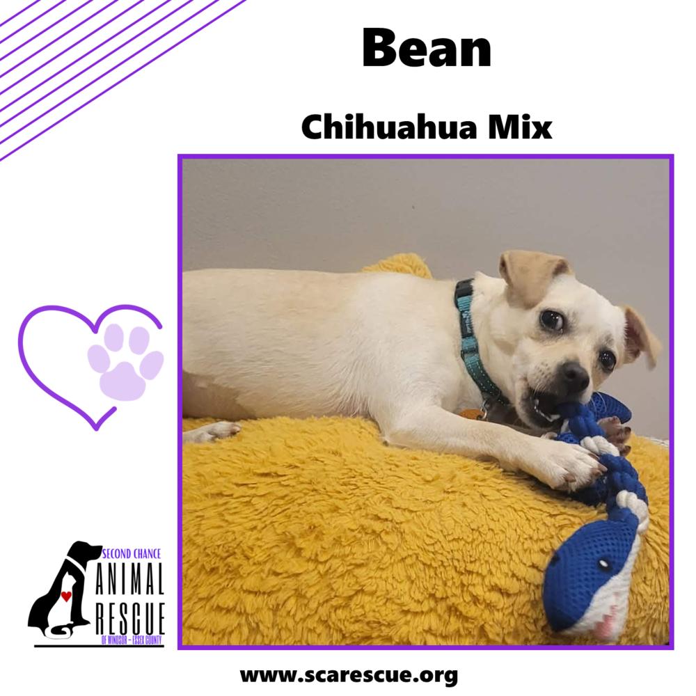 Bean, a Adoptable mixed breed in Windsor, ON image 2/3