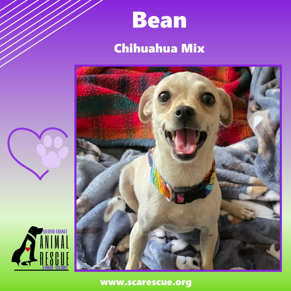 Bean, a Adoptable mixed breed in Windsor, ON image 3/3