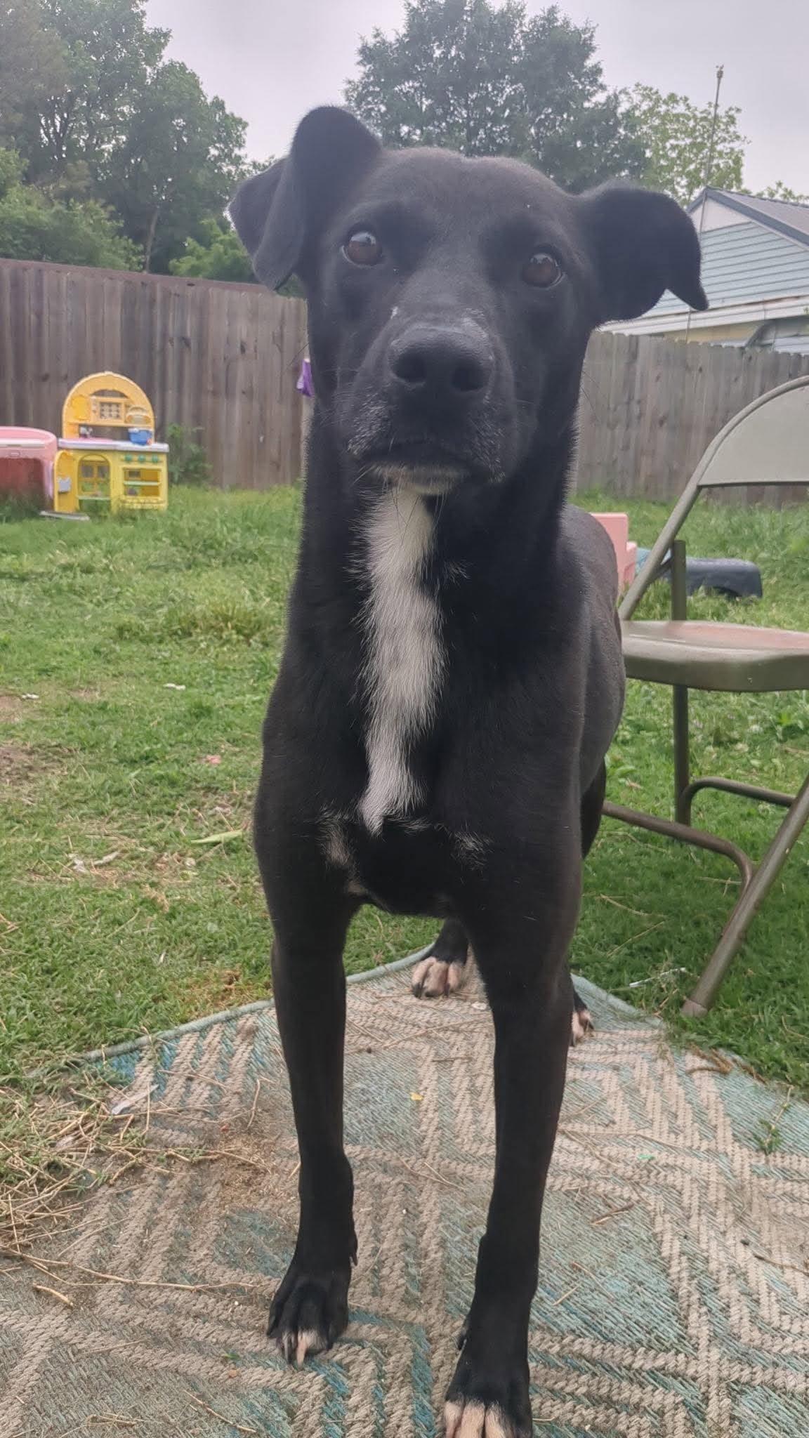 Axel, a ADOPTABLE Mixed Breed in Northwood, NH image 2/5