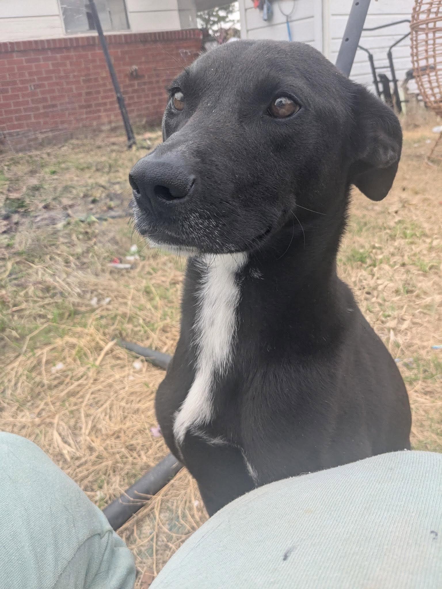 Axel, a ADOPTABLE Mixed Breed in Northwood, NH image 4/5