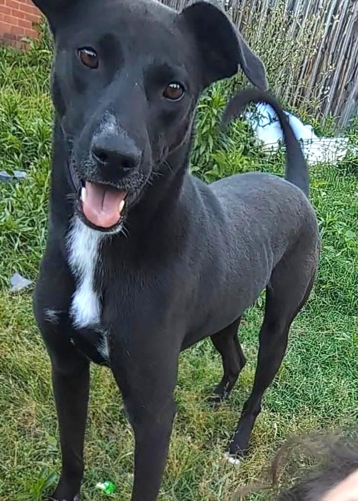 Axel, a ADOPTABLE Mixed Breed in Northwood, NH image 5/5