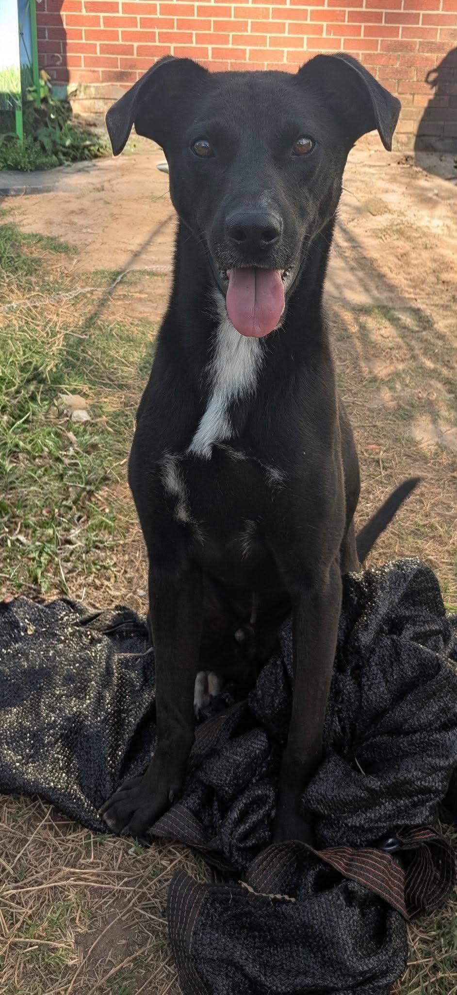 Axel, a ADOPTABLE Mixed Breed in Northwood, NH image 3/5