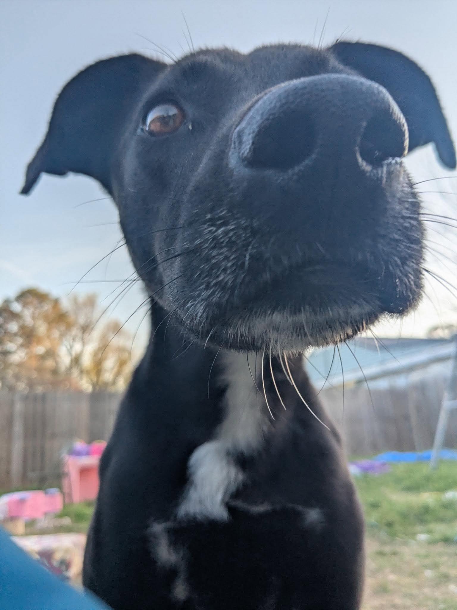 Axel, a ADOPTABLE Mixed Breed in Northwood, NH image 1/5
