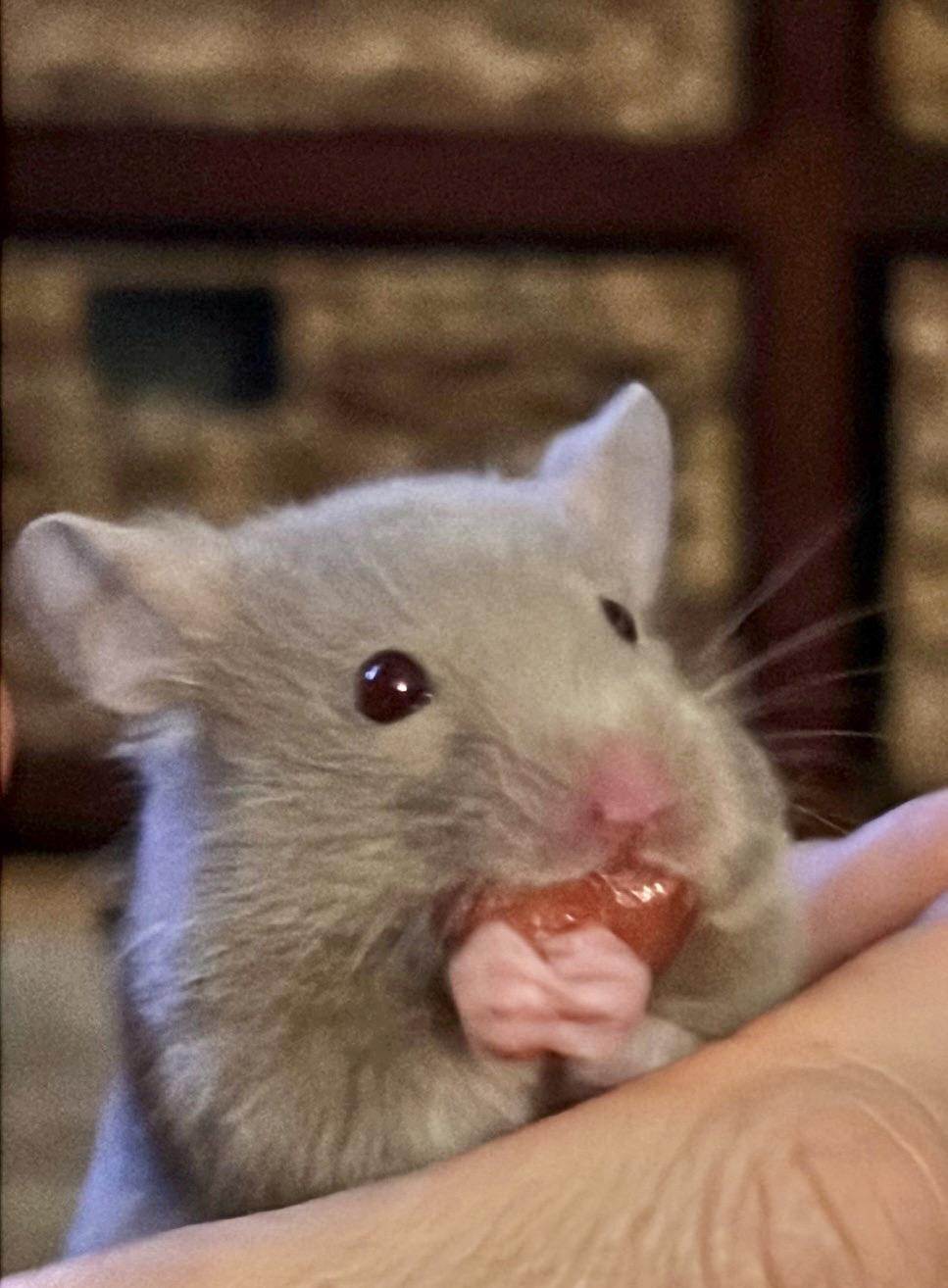 Jellybean, adopted, Young Female Dwarf Hamster & Hamster.