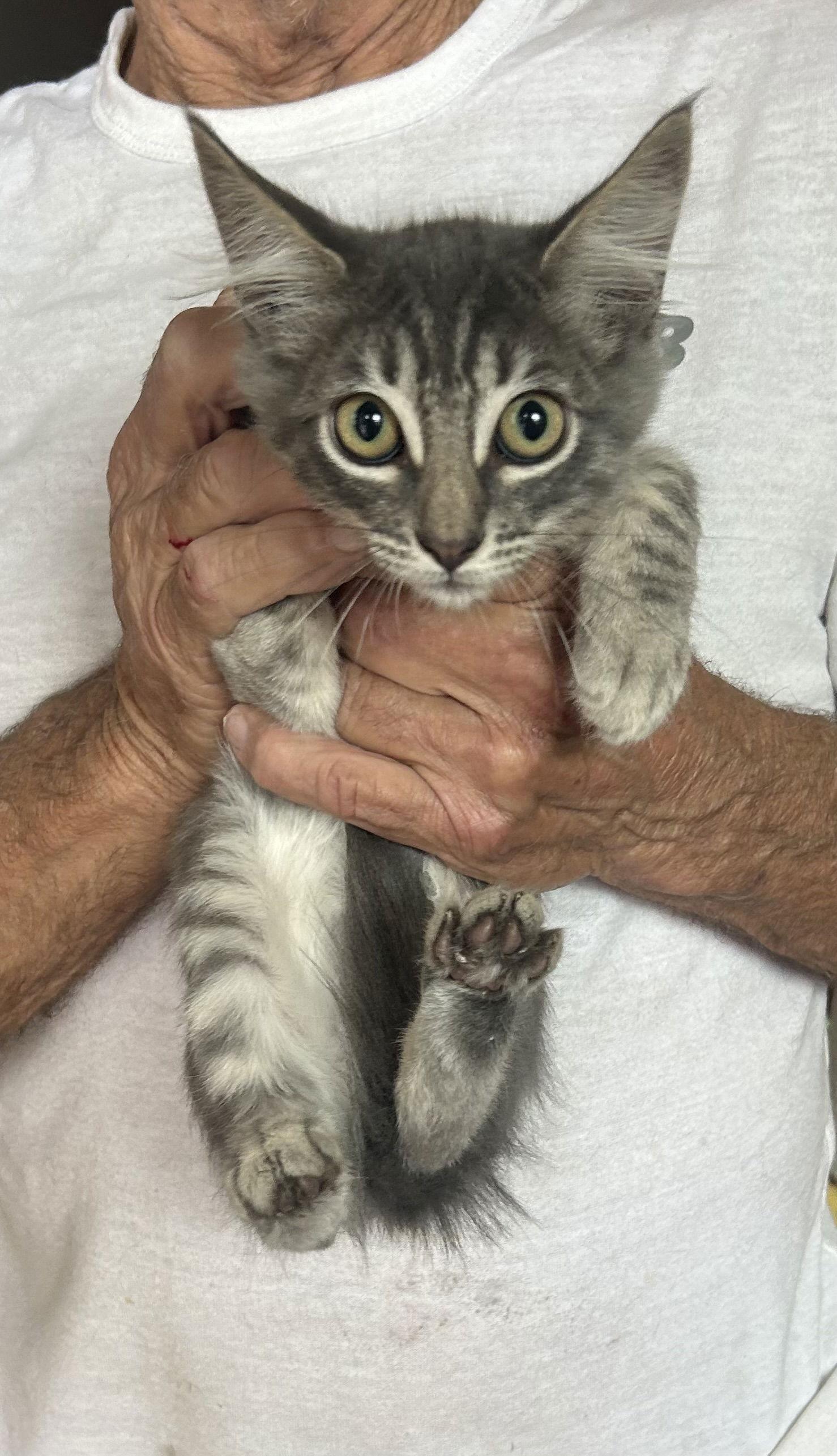 Pudge (Napa), Adoptable, Kitten Male Tabby & Domestic Medium Hair.