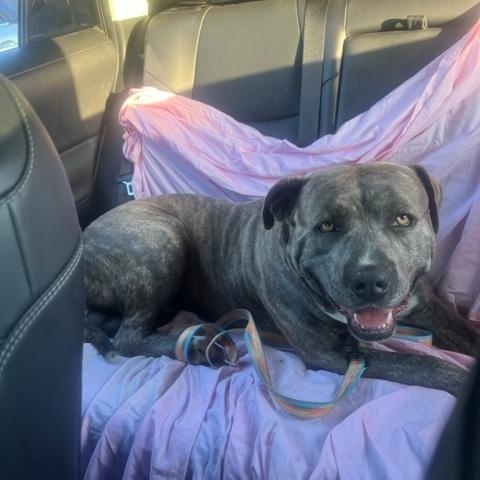 Enlarge Odin *Courtesy Listing*, a Adoptable mixed breed in Mission Viejo, CA image 3/3