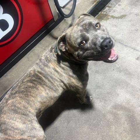 Enlarge Odin *Courtesy Listing*, a Adoptable mixed breed in Mission Viejo, CA image 2/3