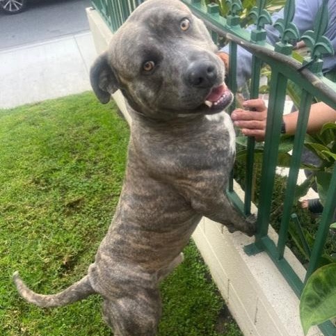 Enlarge Odin *Courtesy Listing*, a Adoptable mixed breed in Mission Viejo, CA image 1/3