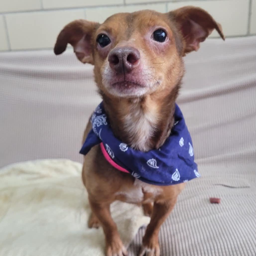 Enlarge Uncle Vibes in NH. Come Meet our Adoptable Dogs Wednesday-Saturday. More info in Bio, an adoptable mixed breed in Manchester, NH image 1/1