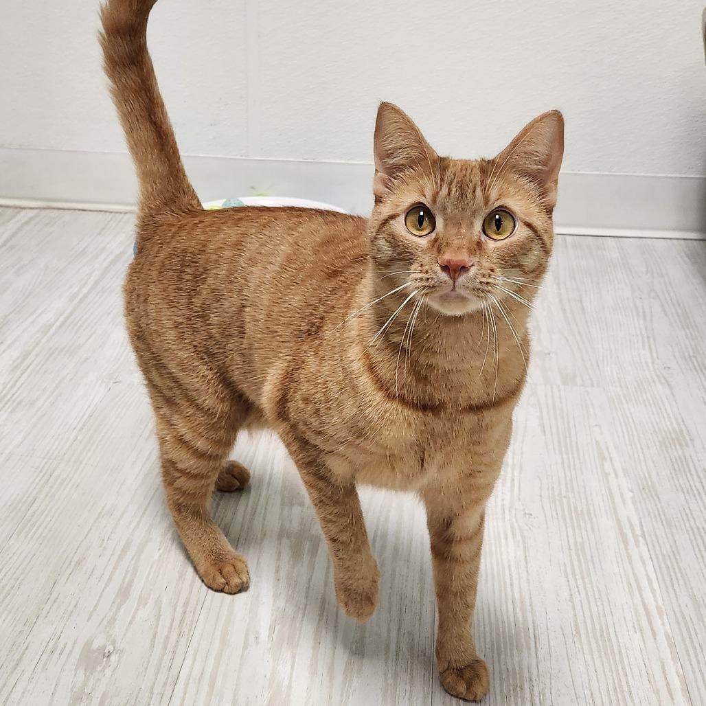 Enlarge Juliette (Ginger), a Adoptable Domestic Short Hair in Watertown, NY image 1/2