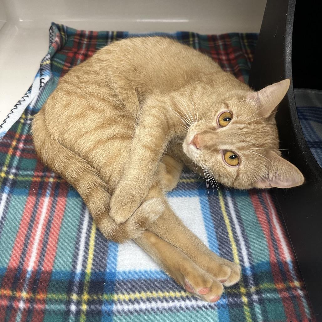 Enlarge Juliette (Ginger), a Adoptable Domestic Short Hair in Watertown, NY image 2/2