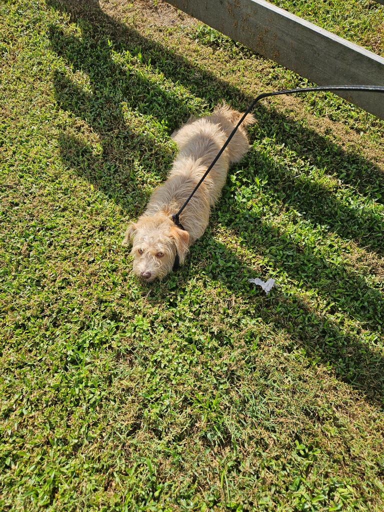 Molly, Adopted, Young Female Terrier.