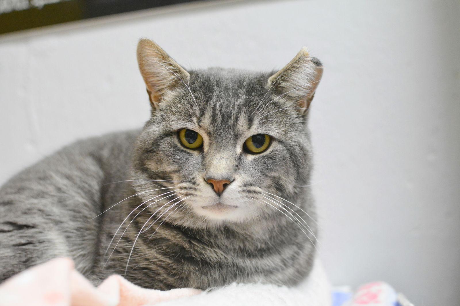 Gilbert — thumbnail 2