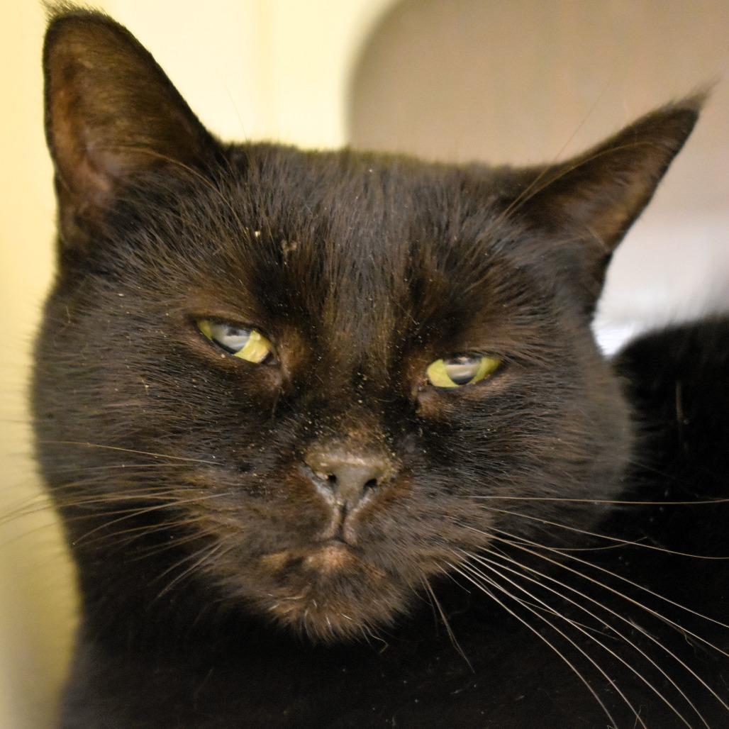 Montana, Adoptable, Senior Female Domestic Short Hair.