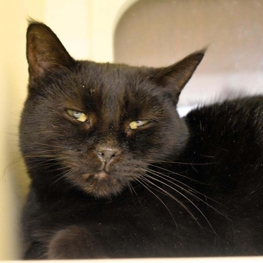 Enlarge Montana, a Adoptable mixed breed in Waynesboro, PA image 2/2