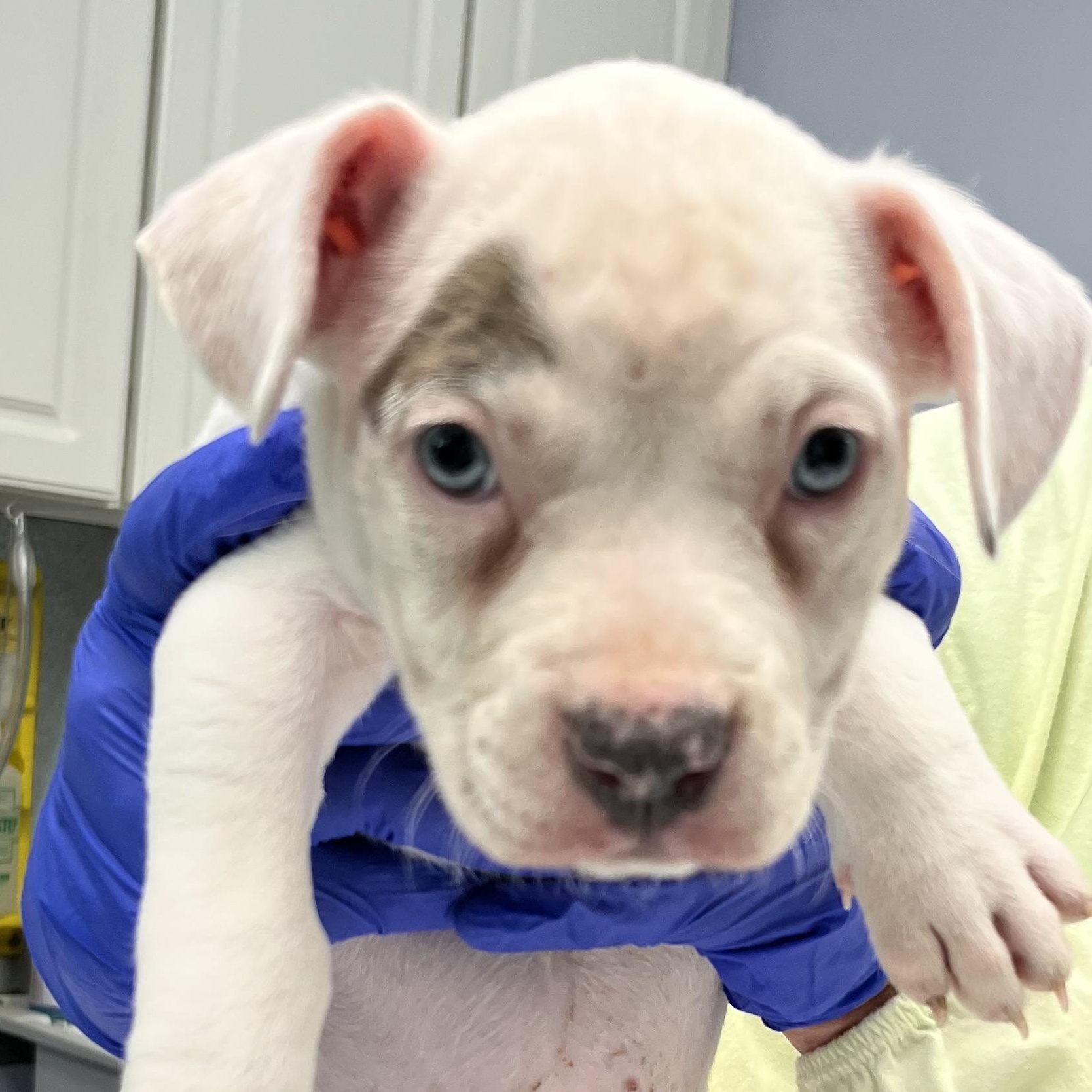 Enlarge Meisha, a ADOPTABLE American Bully in Maynardville, TN image 1/1