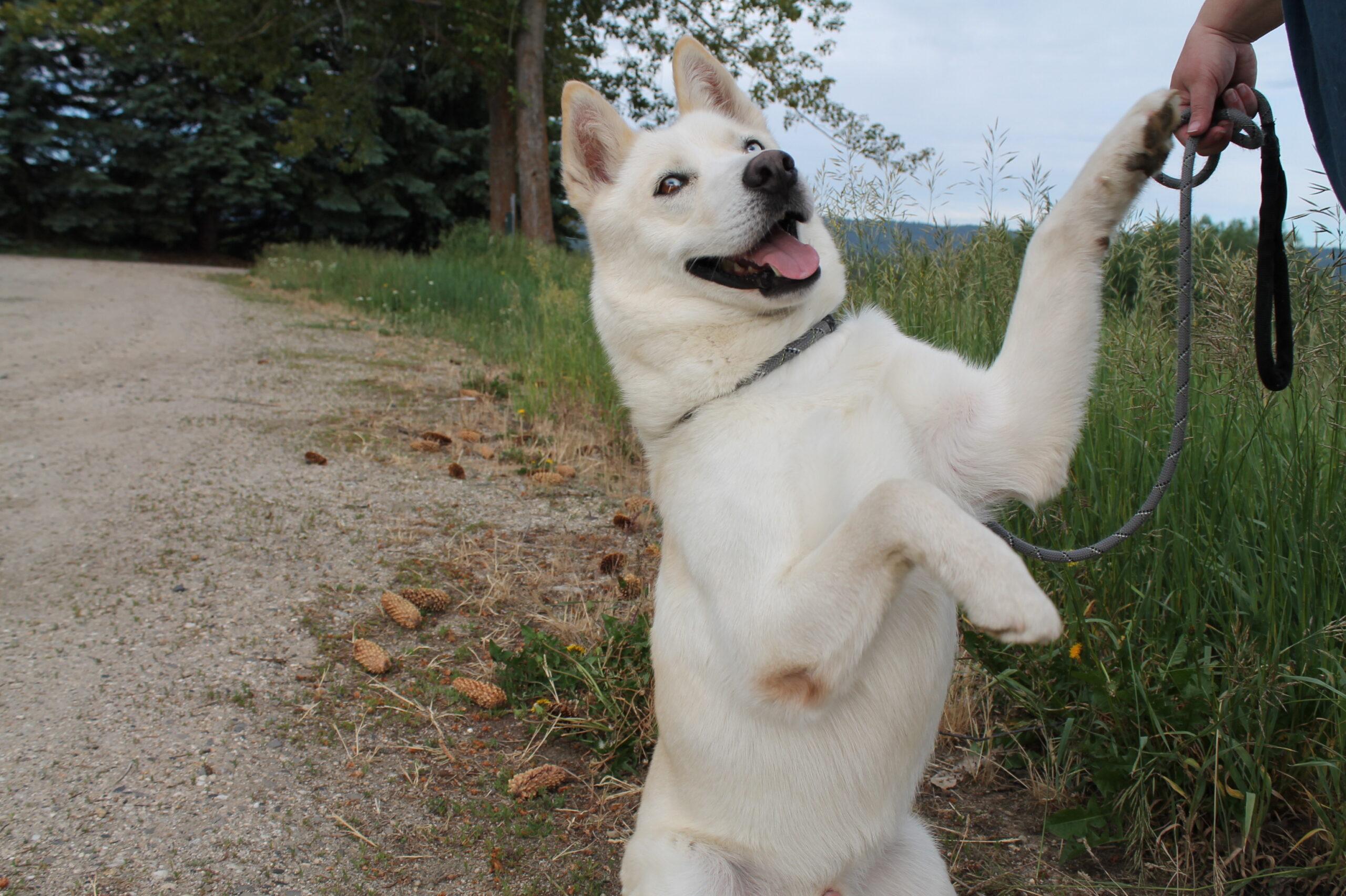Frosty, ADOPTABLE, Adult Male Mixed Breed.