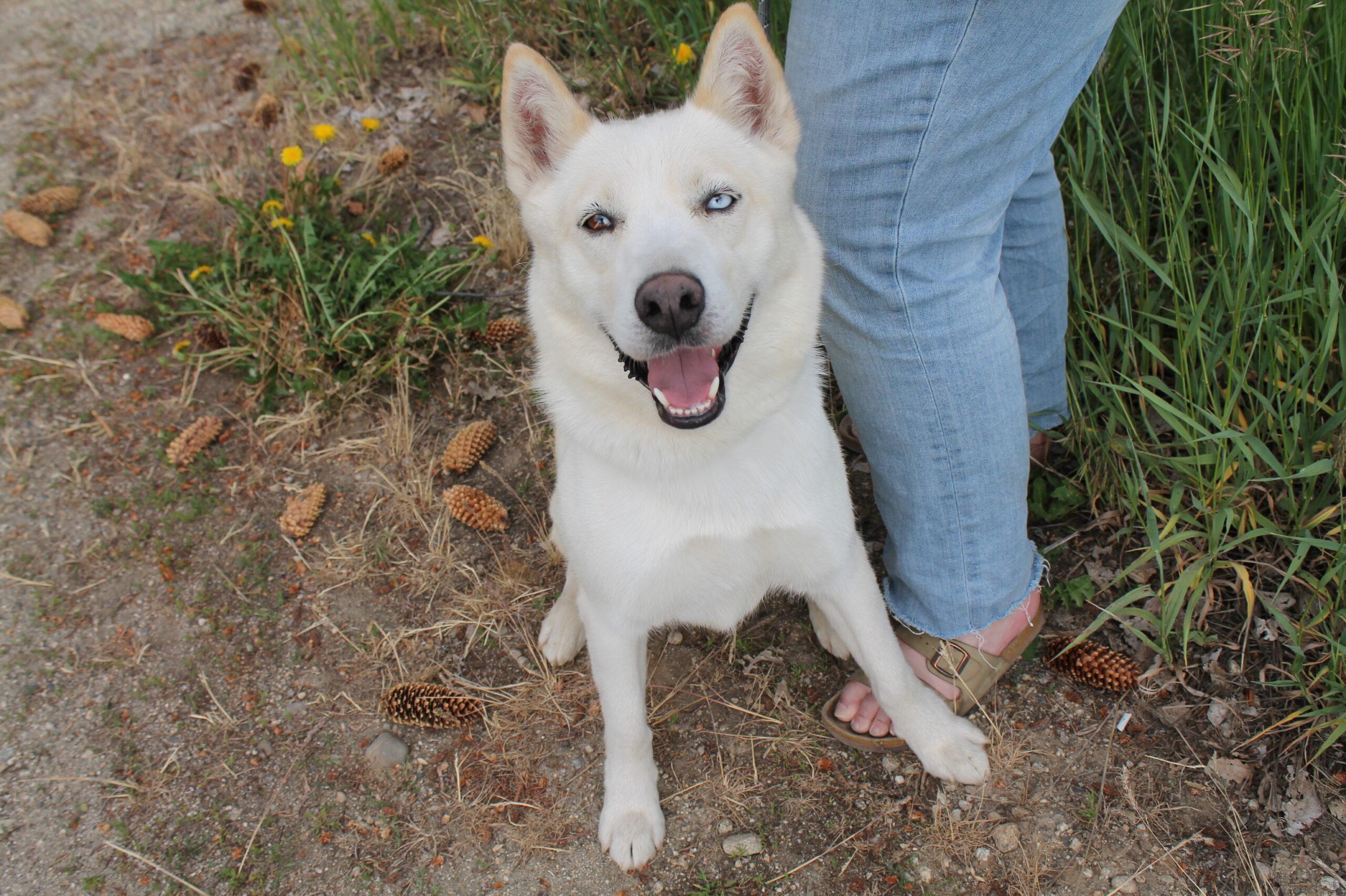 Frosty, a ADOPTABLE mixed breed in McCall, ID image 2/2