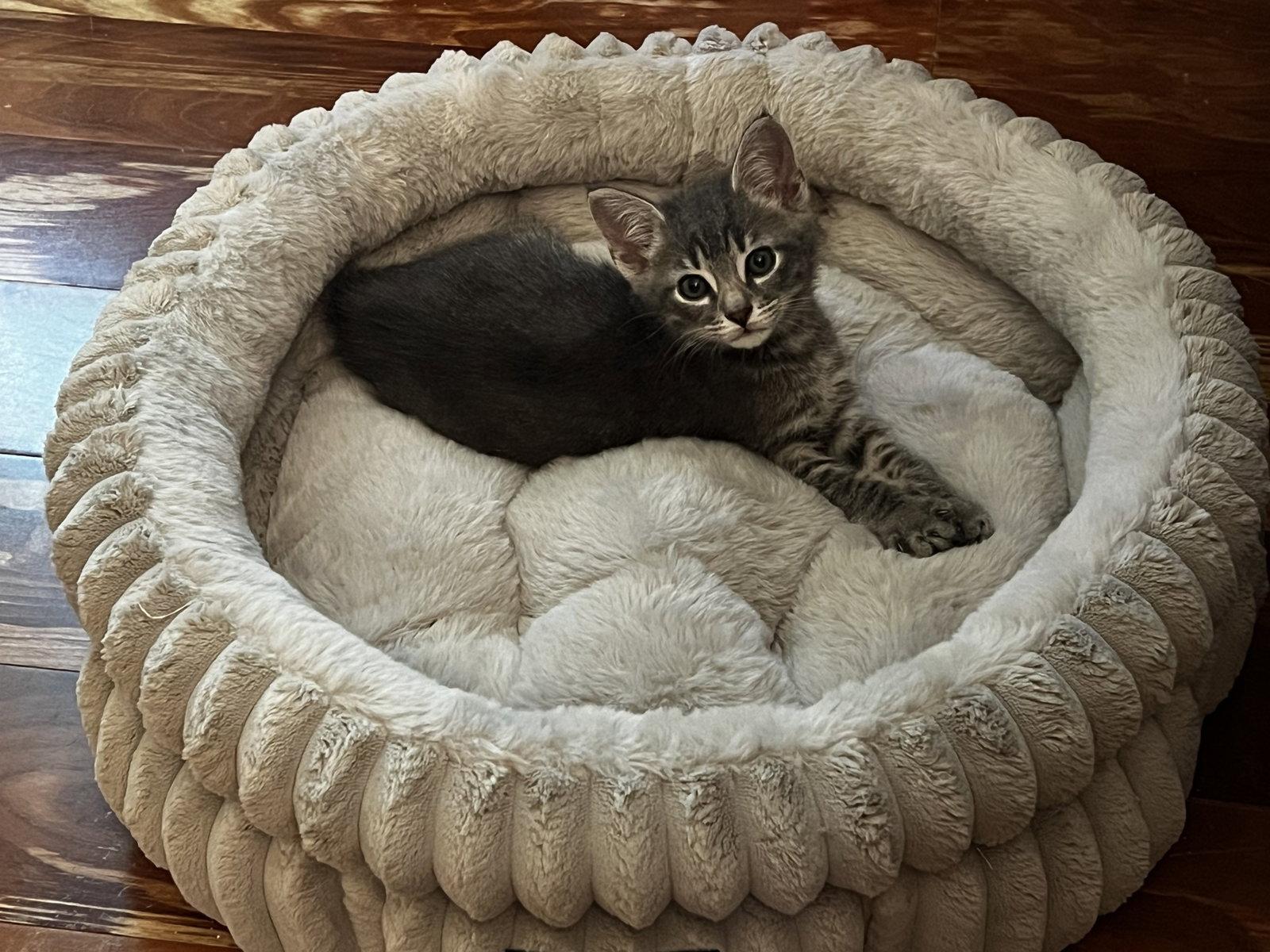 Bart, Adoptable, Kitten Male Tabby.