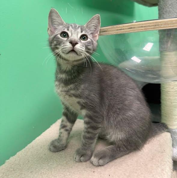 Enlarge Bart, a Adoptable Tabby in Stone Mountain, GA image 2/3