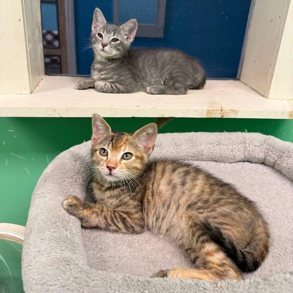 Enlarge Bart, a Adoptable Tabby in Stone Mountain, GA image 3/3