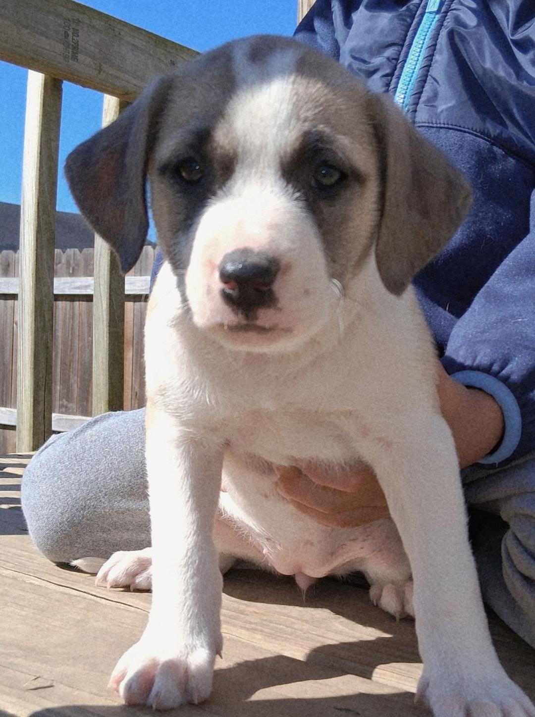 Marble, Adoptable, Puppy Female Great Pyrenees.