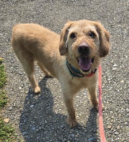 Lion, adopted, Adult Male Labradoodle.