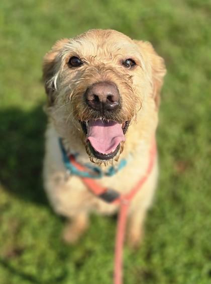 Lion, an adopted Labradoodle in Lancaster, PA image 3/3