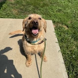 Lion, an adopted Labradoodle in Lancaster, PA image 2/3