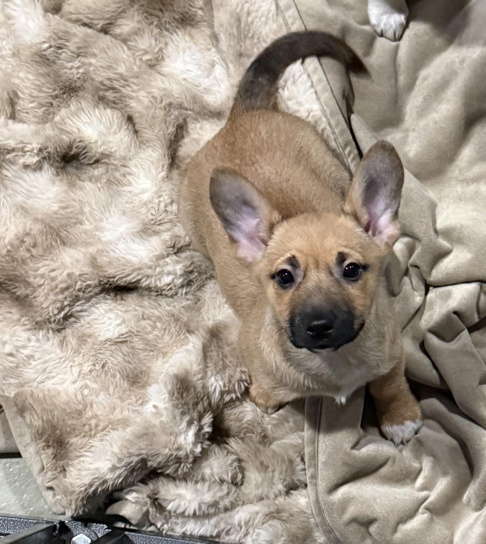 Enlarge Nature Themed Puppy- River/Pending, a Adopted Corgi in Cuyahoga Falls, OH image 1/1