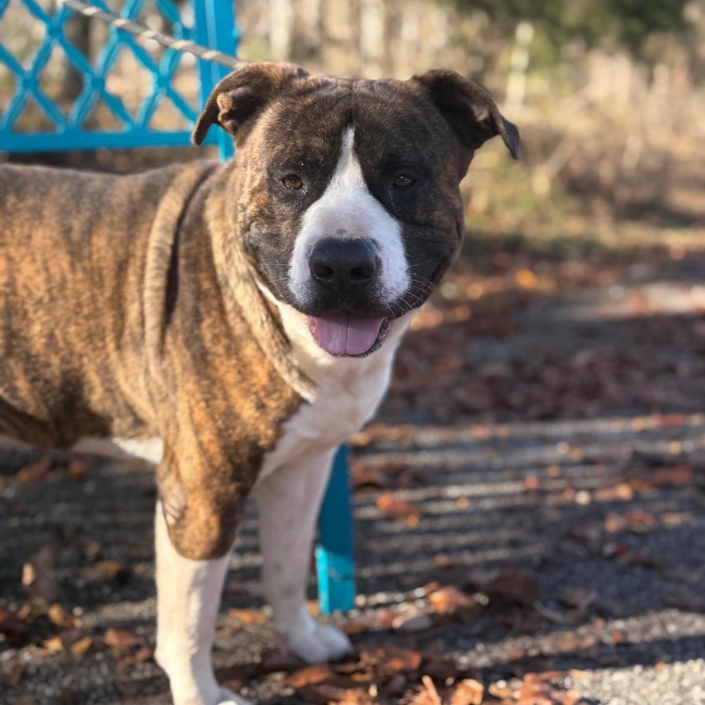 Enlarge Bongo, a Adoptable Mixed Breed in Monroeville, AL image 2/4
