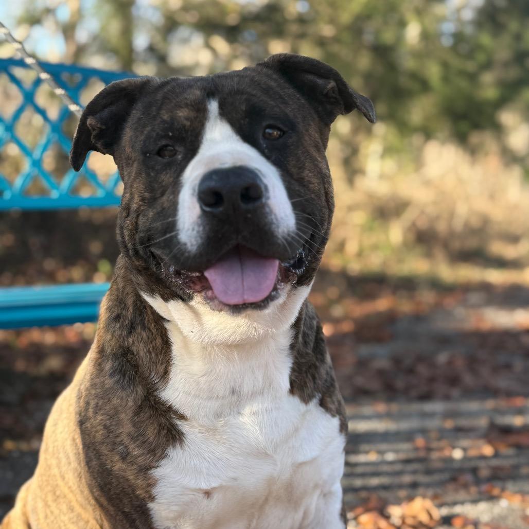 Enlarge Bongo, a Adoptable Mixed Breed in Monroeville, AL image 3/4