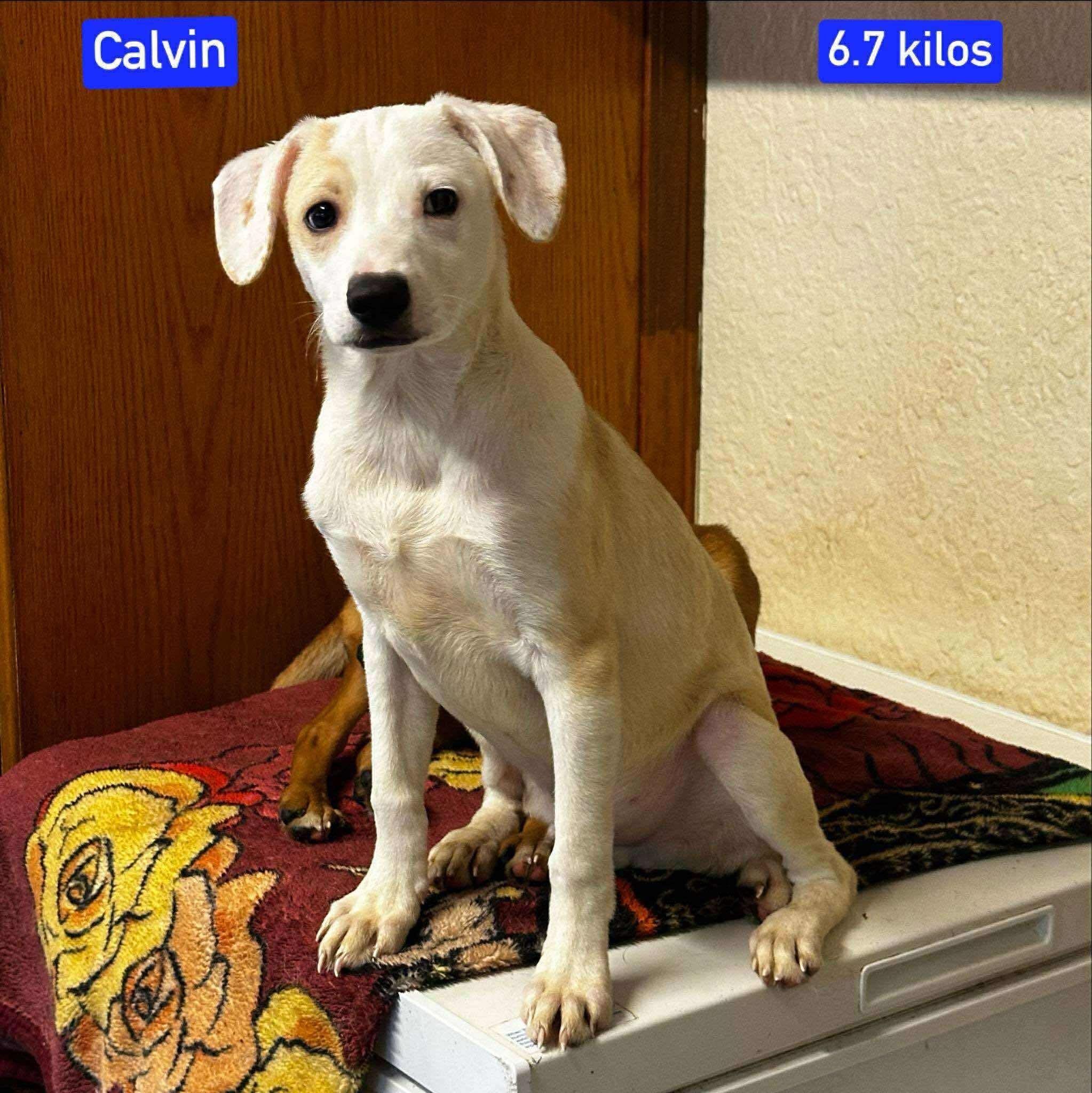 Enlarge Calvin, a Adoptable Mixed Breed in Puyallup, WA image 4/5
