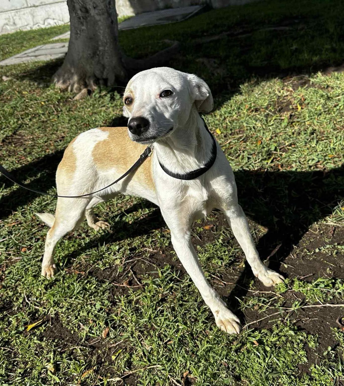 Enlarge Calvin, a Adoptable Mixed Breed in Puyallup, WA image 3/5