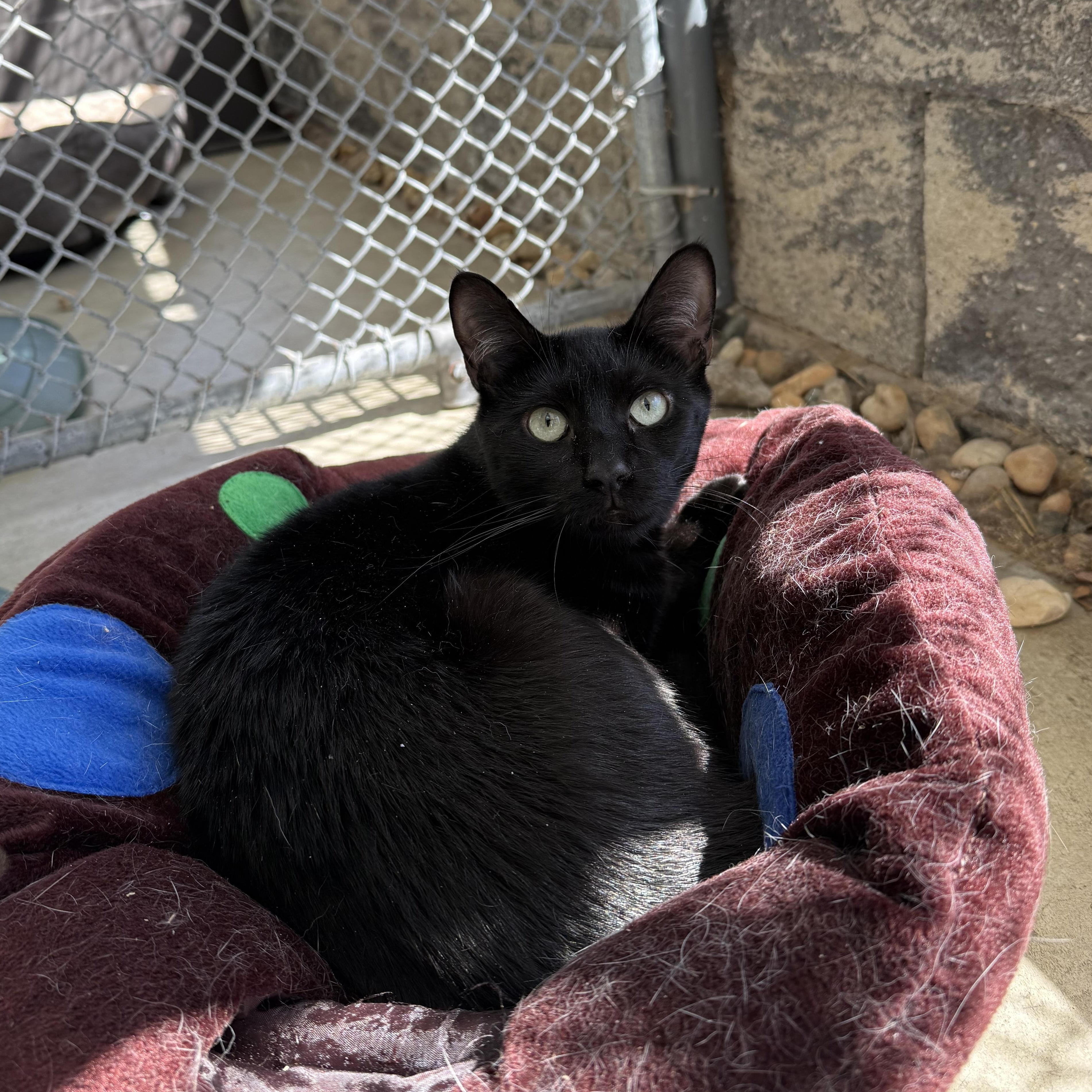 Julia, a Adoptable mixed breed in West Milford, NJ image 4/6